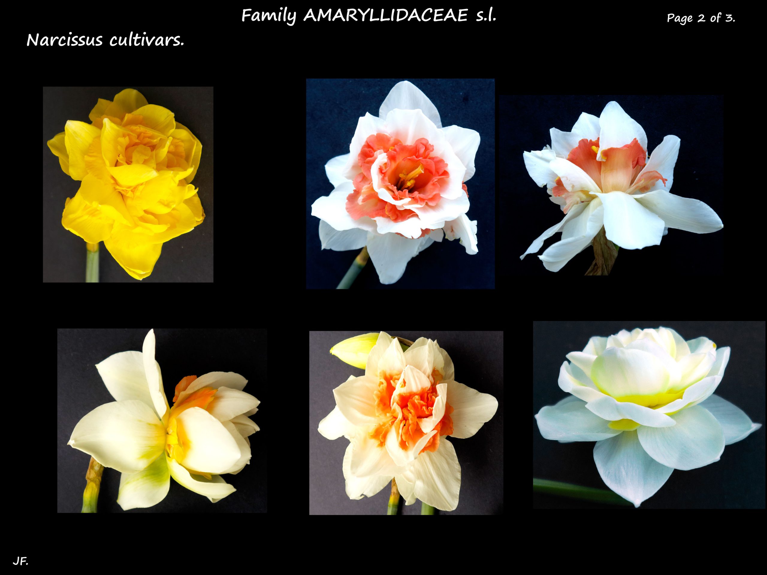7 Narcissus cultivars 2